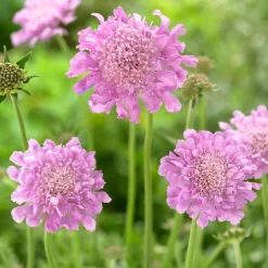 Scabieuse colombaire 'Pink Mist' - Fleurit tout l'été sans effort