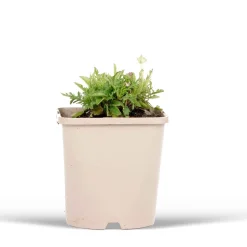 Scabieuse colombaire 'Pink Mist' - Fleurit tout l'été sans effort