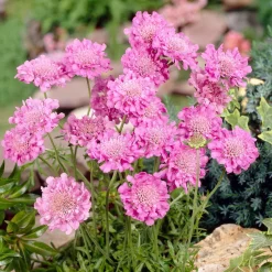 Scabieuse colombaire 'Pink Mist' - Fleurit tout l'été sans effort