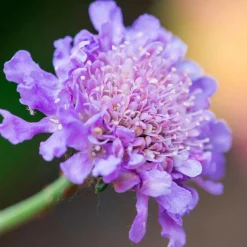 Scabieuse colombaire - Un nuage de papillons bleus