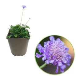 Scabieuse colombaire - Un nuage de papillons bleus