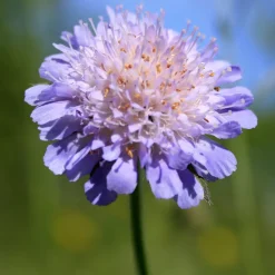 Scabieuse colombaire - Un nuage de papillons bleus