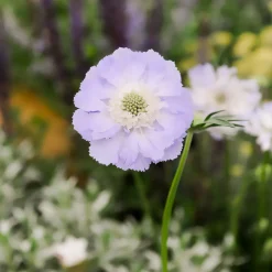 Scabieuse du Caucase Perfecta - Un massif violet tout l'été