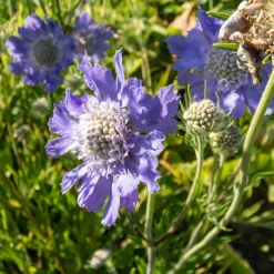 Scabieuse du Caucase Perfecta - Un massif violet tout l'été