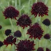 Scabieuse pourpre Chile Black - Des fleurs noires bluffantes