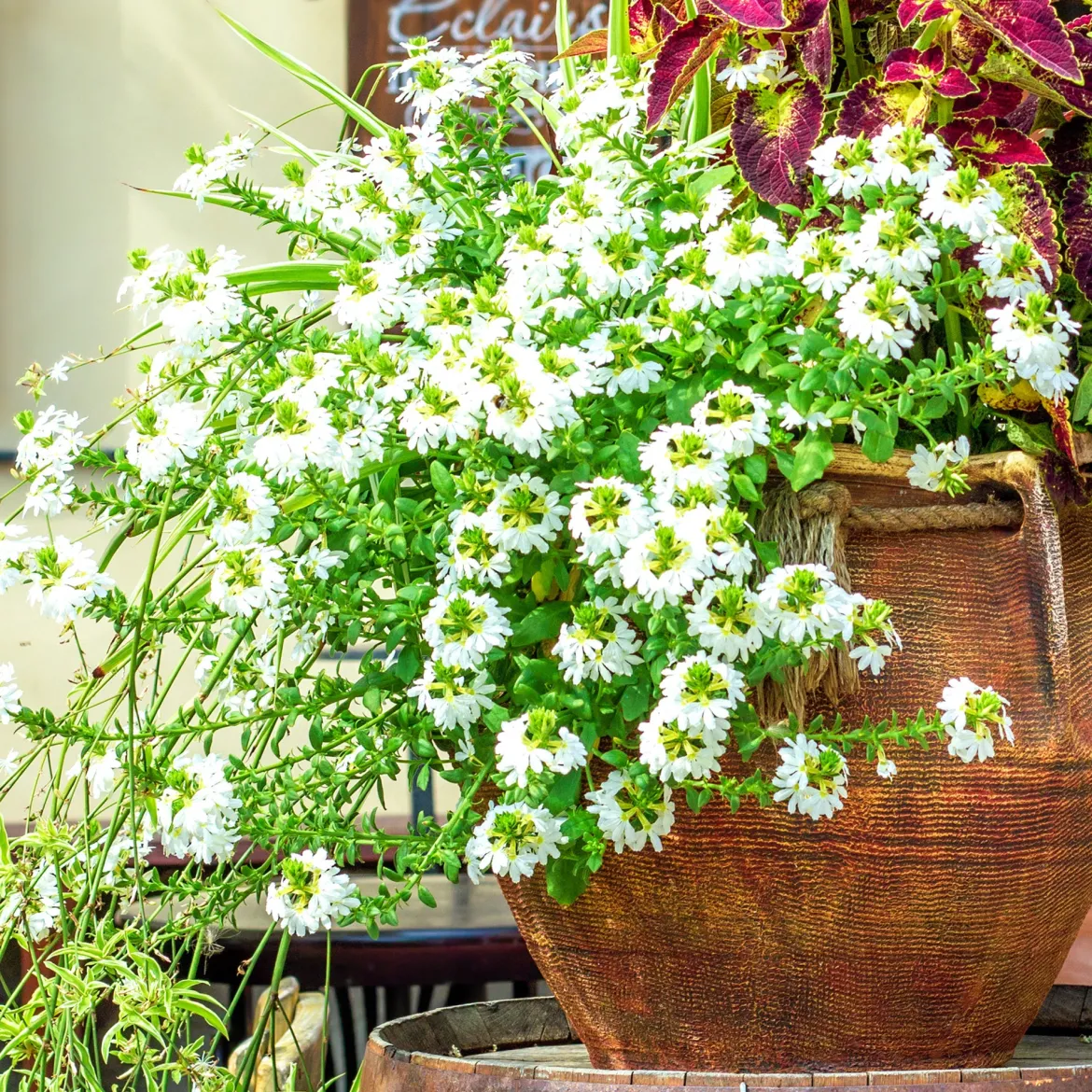Scaevola blanc - Cascade blanche tout l'été