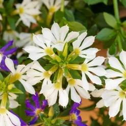 Scaevola blanc - Cascade blanche tout l'été