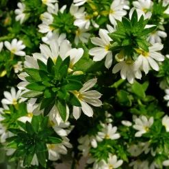 Scaevola blanc - Cascade blanche tout l'été