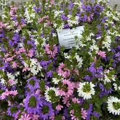 3 Scaevola rose, bleu, blanc en mélange - Cascade fleurie tout l'été