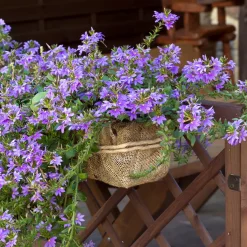 Scaevola violet - Cascade violette tout l'été