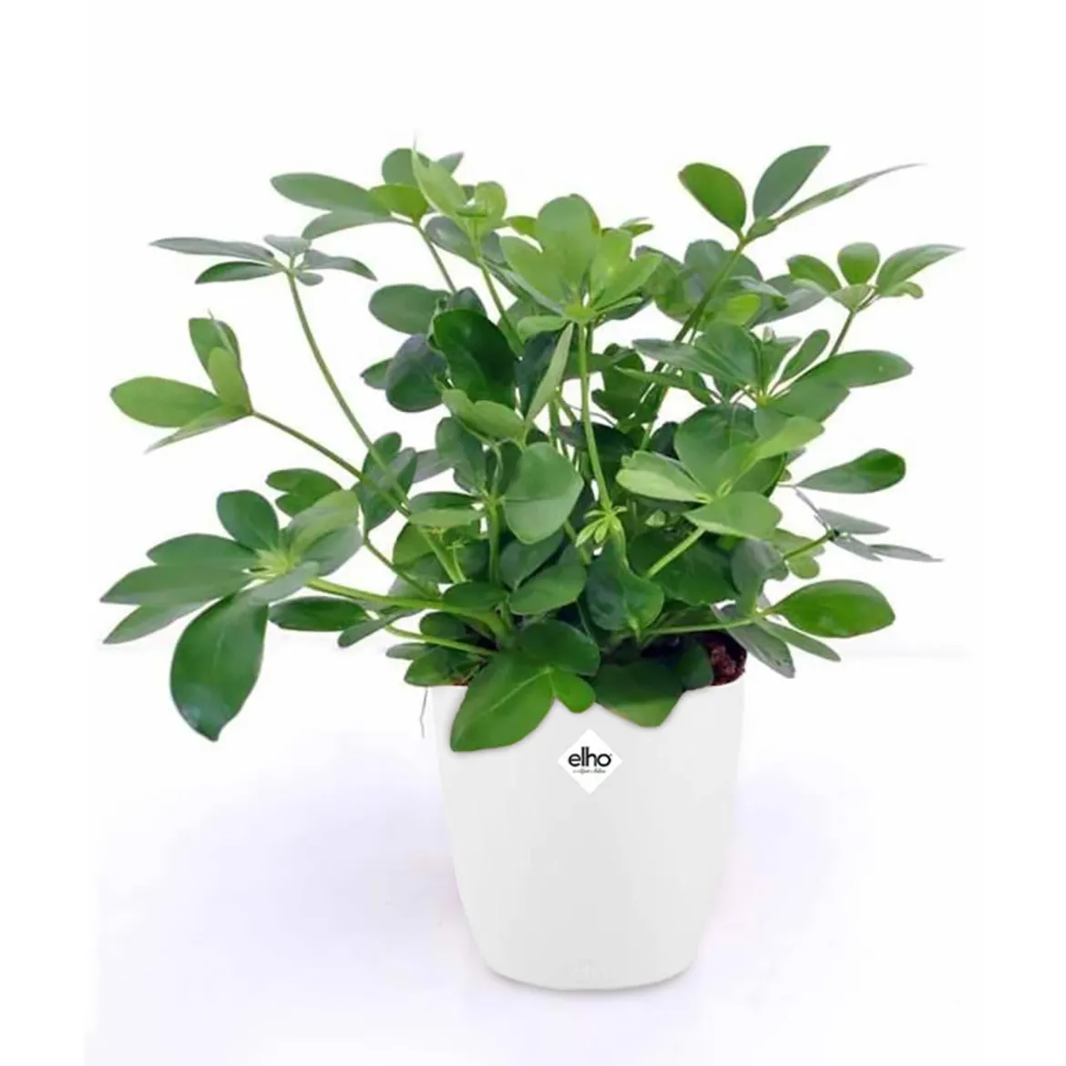 Schefflera + cache pot blanc 14 cm. - Idéale pour un intérieur verdoyant