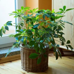 Schefflera - Vert et facile chez vous