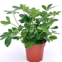 Schefflera - Vert et facile chez vous