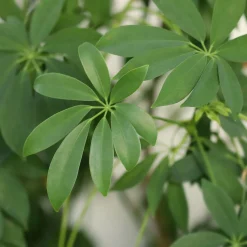 Schefflera - Vert et facile chez vous