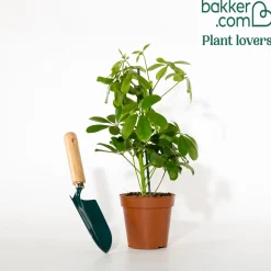 Schefflera - Vert et facile chez vous