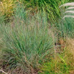 Schizachyrium scoparium - La graminée qui rougit l'automne