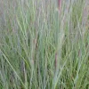 Schizachyrium scoparium Prairie Blues - Le bleu qui vire au feu