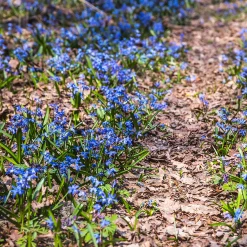 Scille de Sibérie - Un tapis bleu dès mars