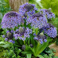 2 Scilles du Pérou - Scilla - Une boule bleue spectaculaire