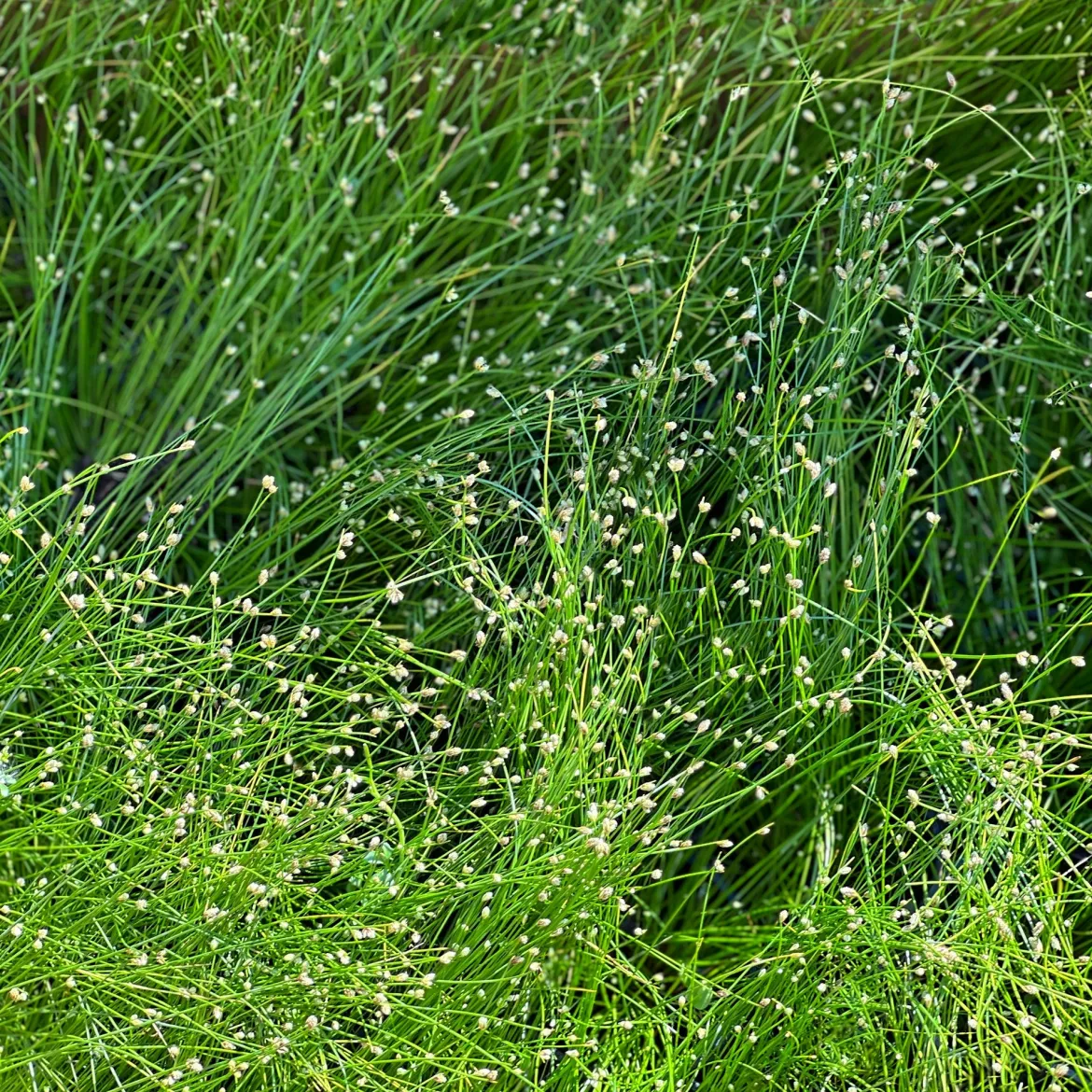 Scirpe infléchi Herbe fibre optique - L'herbe qui fait des étincelles