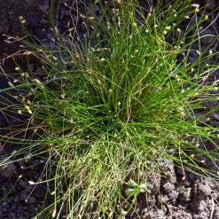 Scirpe infléchi Herbe fibre optique - L'herbe qui fait des étincelles