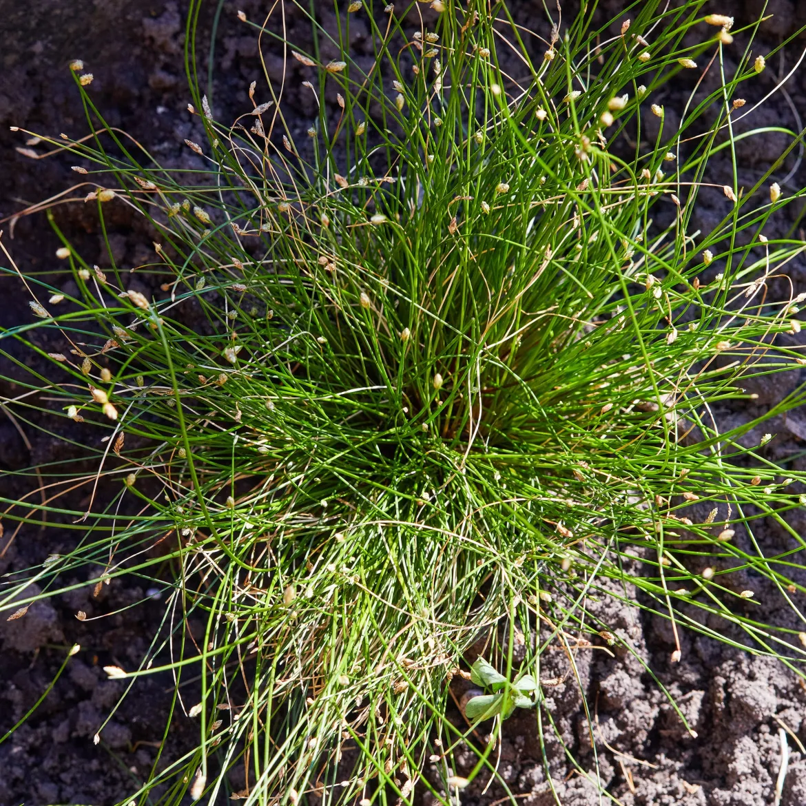 Scirpe infléchi Herbe fibre optique - L'herbe qui fait des étincelles