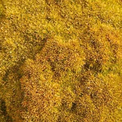 Scléranthe Selected Bronze - Un tapis bronze toute l'année