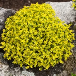 2 Sedum acre - Poivre des murailles - Un tapis doré sans effort