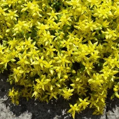 2 Sedum acre - Poivre des murailles - Un tapis doré sans effort