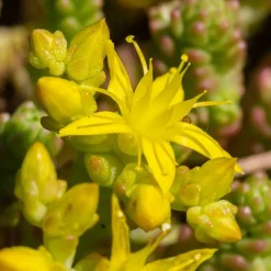 2 Sedum acre - Poivre des murailles - Un tapis doré sans effort