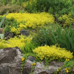 2 Sedum acre - Poivre des murailles - Un tapis doré sans effort