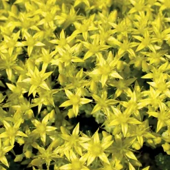2 Sedum acre - Poivre des murailles - Un tapis doré sans effort