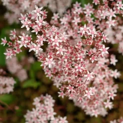 Sedum blanc tapissant - Tapis fleuri sans arrosage