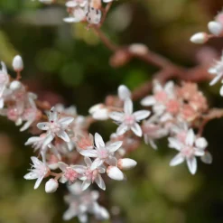 Sedum blanc tapissant - Tapis fleuri sans arrosage