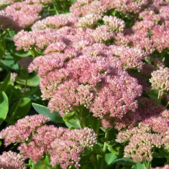 Sedum Carmen - Fleurs roses jusqu'aux gelées