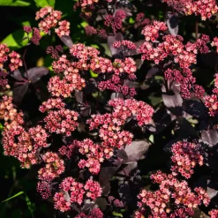 Sedum Chocolate Cherry - Le pourpre qui dure
