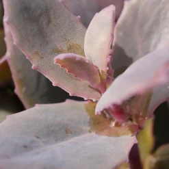 Sedum Chocolate Cherry - Le pourpre qui dure