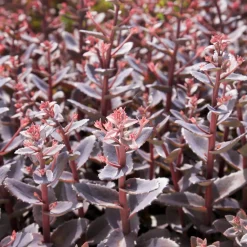 Sedum Chocolate Cherry - Le pourpre qui dure