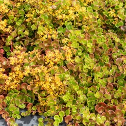 Sedum Coral Reef - Un tapis rouge sans effort