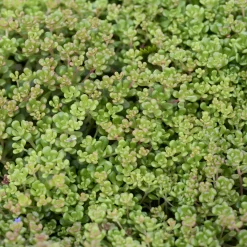 Sedum de l'Oregon - Un tapis doré sans effort