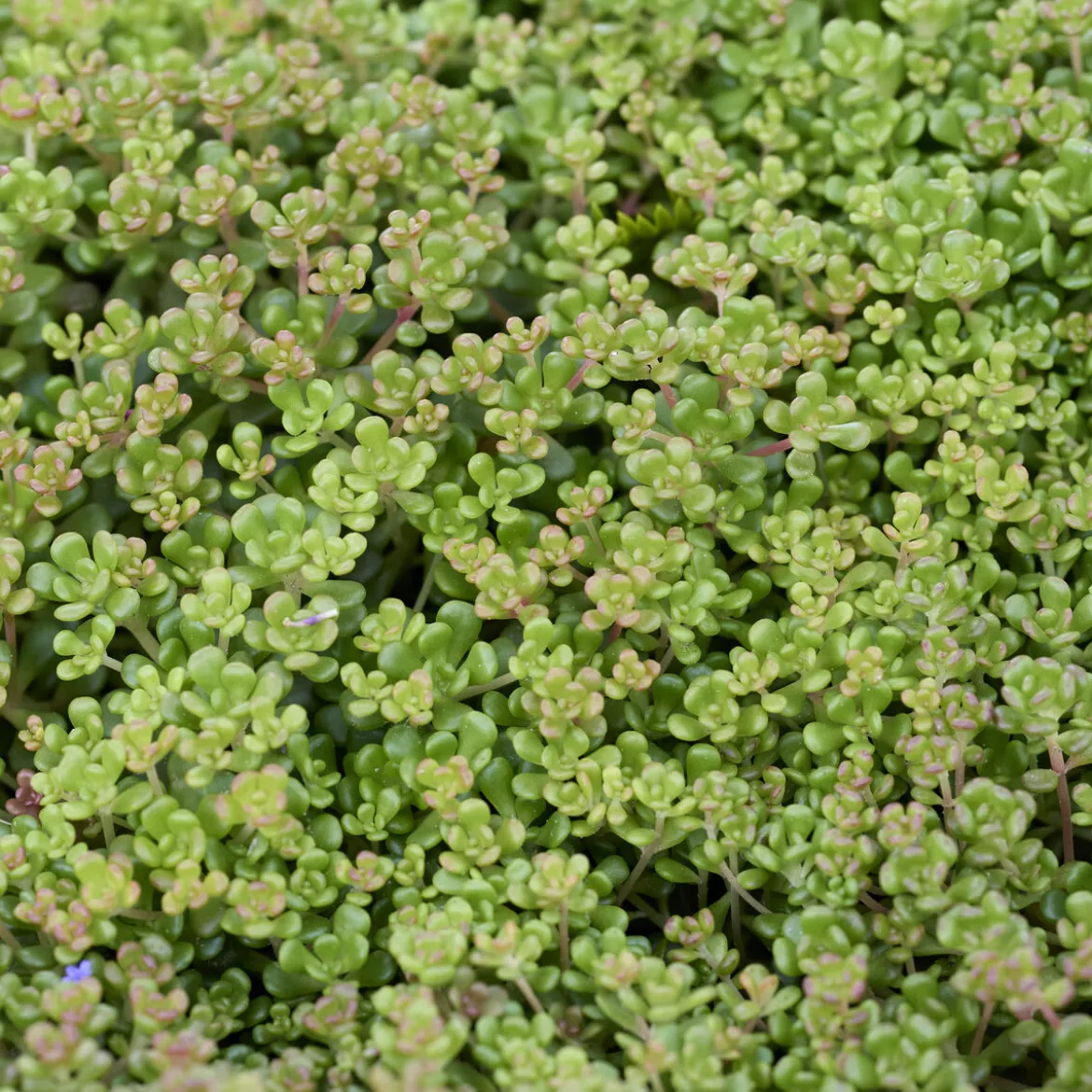 Sedum de l'Oregon - Un tapis doré sans effort