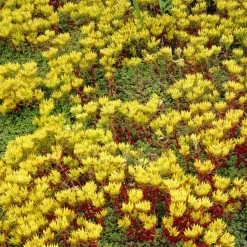 Sedum de l'Oregon - Un tapis doré sans effort