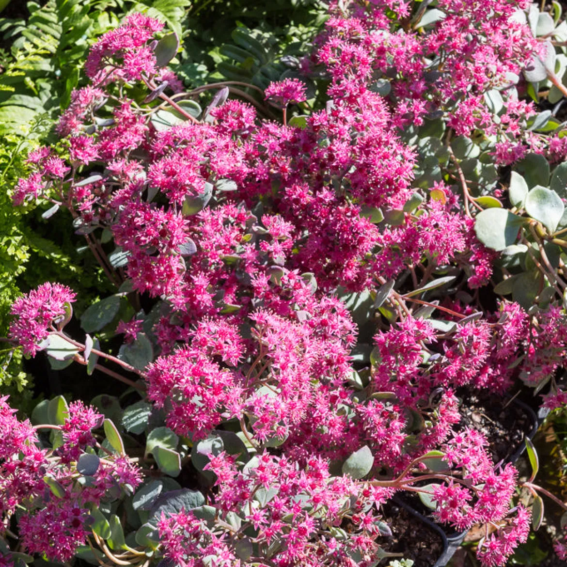 Sedum de Siebold - Cascade bleutée en pot