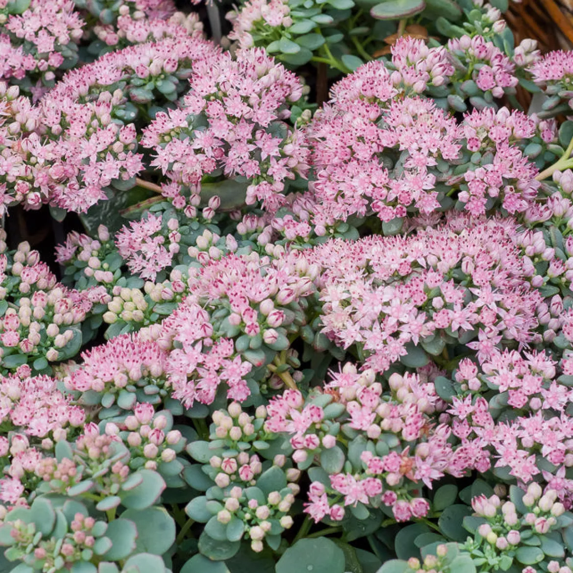 Sedum de Siebold - Cascade bleutée en pot