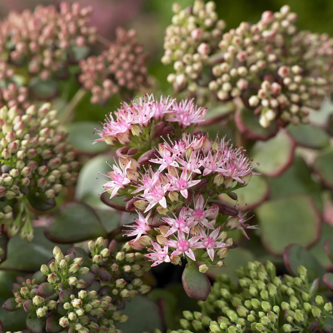 Sedum de Siebold - Cascade bleutée en pot
