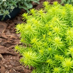 Sedum des rochers Angelina - Un tapis doré sans effort