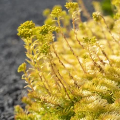 Sedum des rochers Angelina - Un tapis doré sans effort