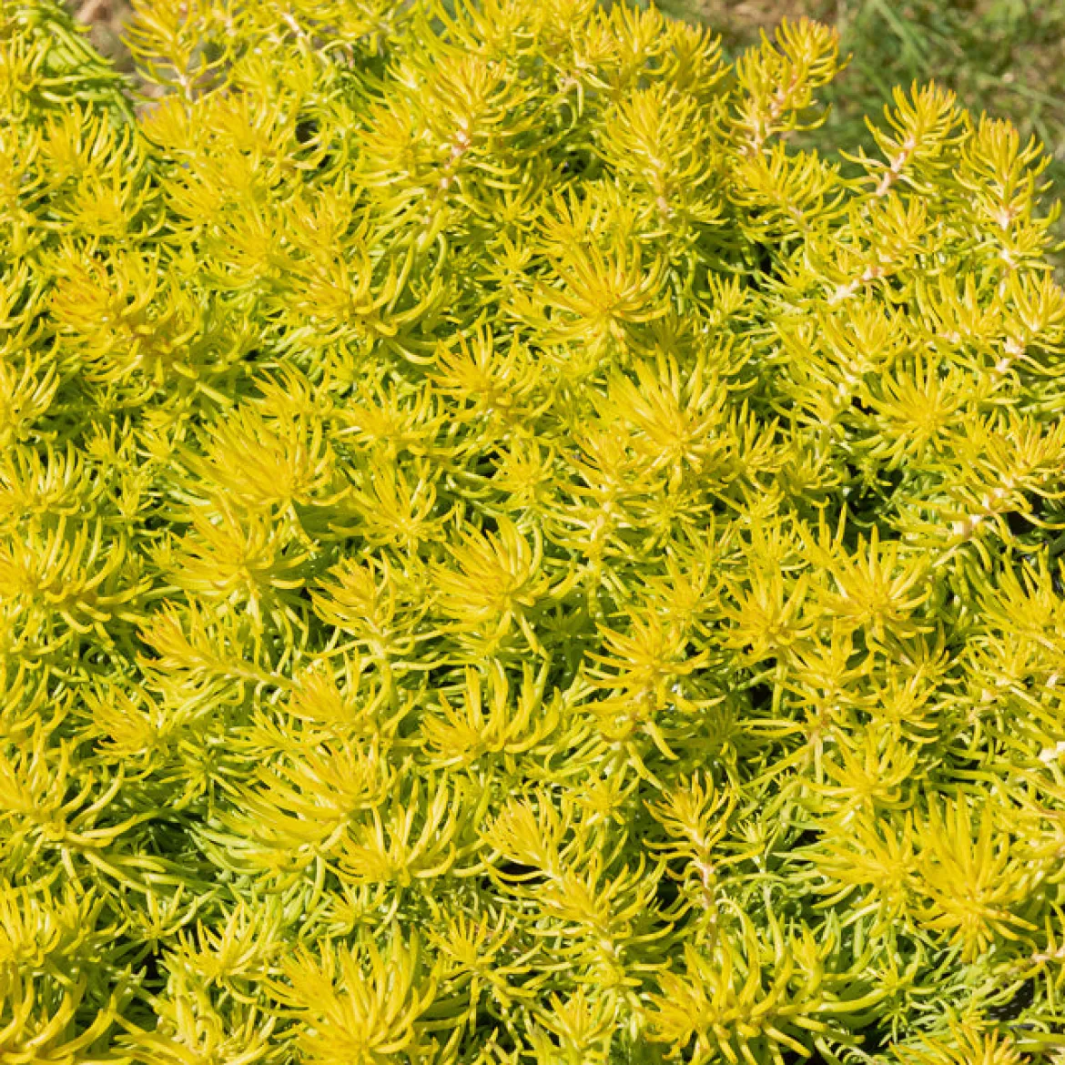 Sedum des rochers Angelina - Un tapis doré sans effort