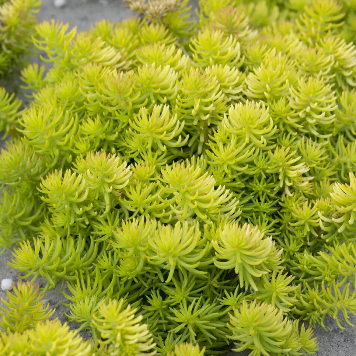 Sedum des rochers Angelina - Un tapis doré sans effort