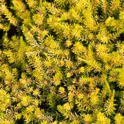 Sedum des rochers Angelina - Un tapis doré sans effort
